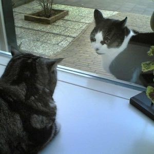 two cats on either side of a window, just like UX teams boxed into their roles